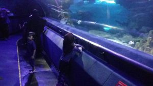 berjalan-ke-aquaria-1