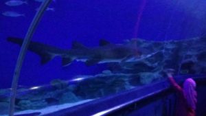 photo_2016-12-15_22-25-18